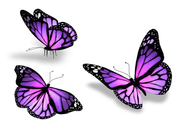 Drie violet roze vlinder, geïsoleerd op witte achtergrond — Stockfoto