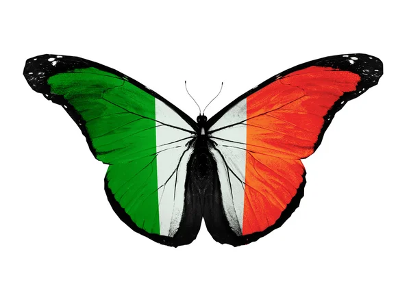 Irish flag butterfly flying, isolated on white background — Stock Photo, Image