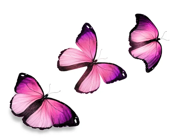 Tres mariposas rosadas "morpho", aisladas sobre fondo blanco — Foto de Stock