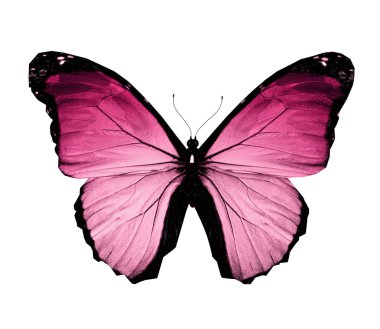 Morfo pembe kelebek, üzerinde beyaz izole