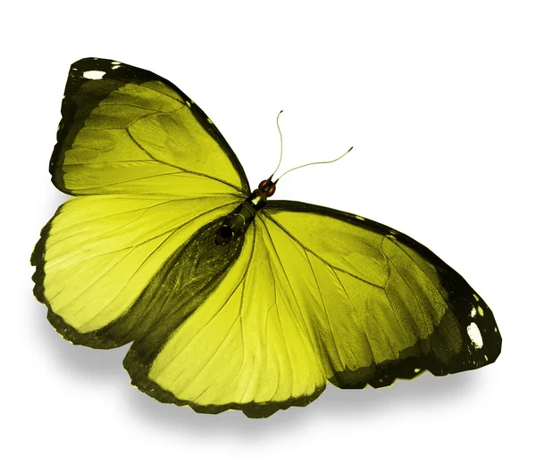 Morpho gelber Schmetterling, isoliert auf weiß — Stockfoto