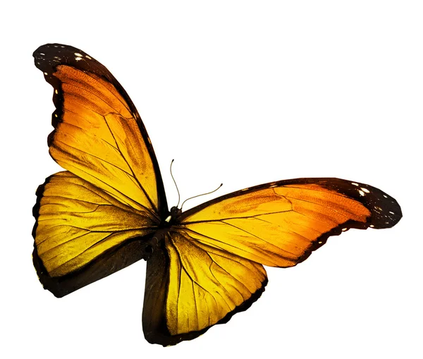 Mariposa amarilla sobre fondo blanco — Foto de Stock