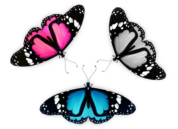 Три бабочки, изолированные на белом, как концепция отношений — стоковое фото