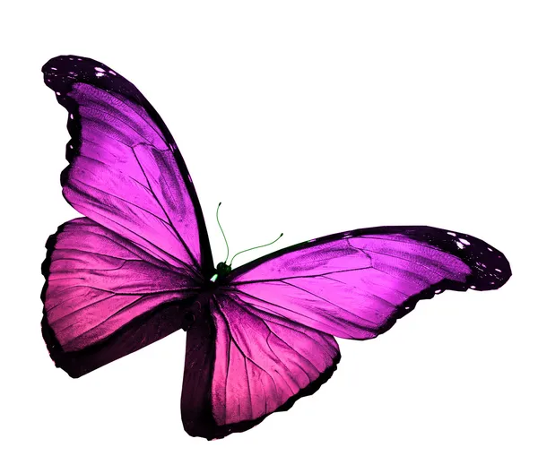 Mariposa violeta sobre fondo blanco — Foto de Stock