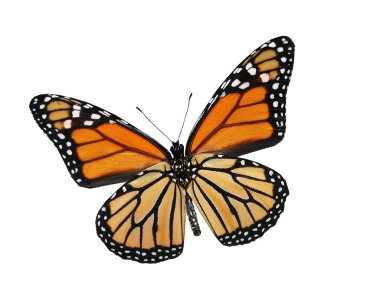 beyaz izole turuncu kelebek