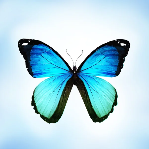 Borboleta azul-turquesa Morpho, isolada sobre branco — Fotografia de Stock