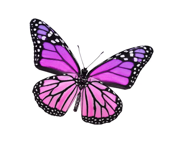 Violet vlinder, geïsoleerd op wit — Stockfoto