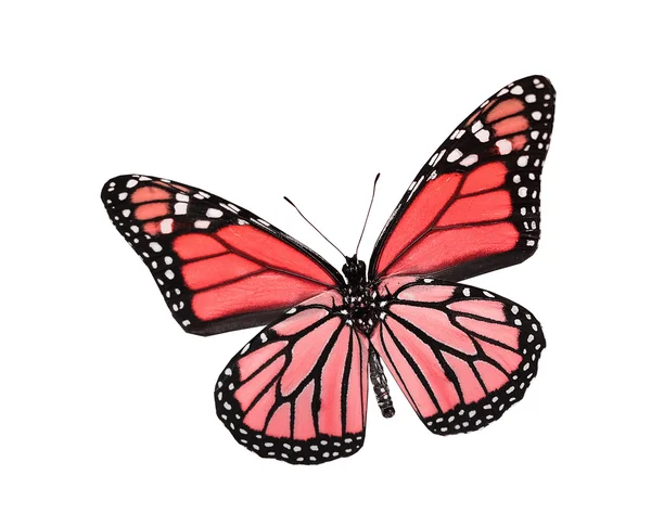 Красная бабочка, изолированная на белом — стоковое фото