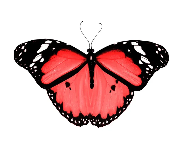 Red butterfly, isolated on white background — Stock Photo, Image