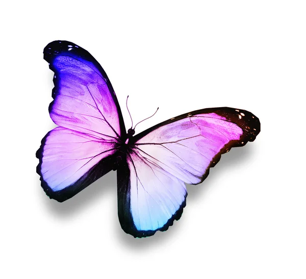 Синій, фіолетовий, білий метелик, ізольований на білому — стокове фото