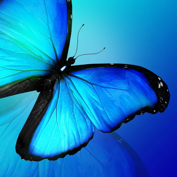 Modrý motýl na modré pozadí — Stock fotografie