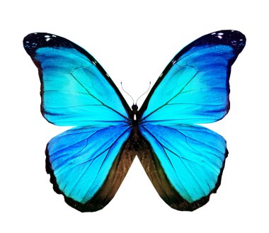 Morpho turquoise butterfly , isolated on white clipart