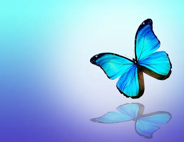 Blue butterfly on white background — Stock Photo, Image