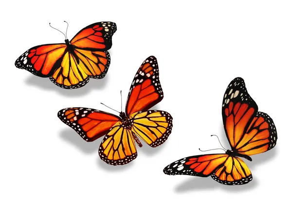 Beyaz arka plan üzerinde izole üç sarı-turuncu kelebek — Stok fotoğraf