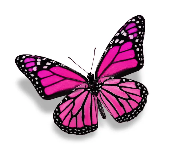 Pink butterfly , isolated on white — Stock Photo, Image