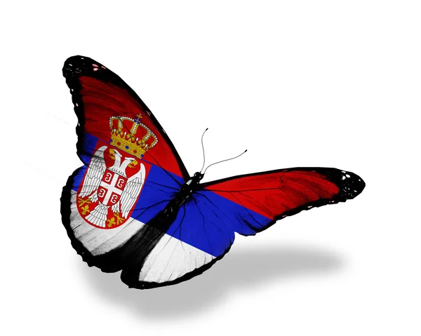 Sérvia bandeira borboleta voando, isolado no fundo branco — Fotografia de Stock
