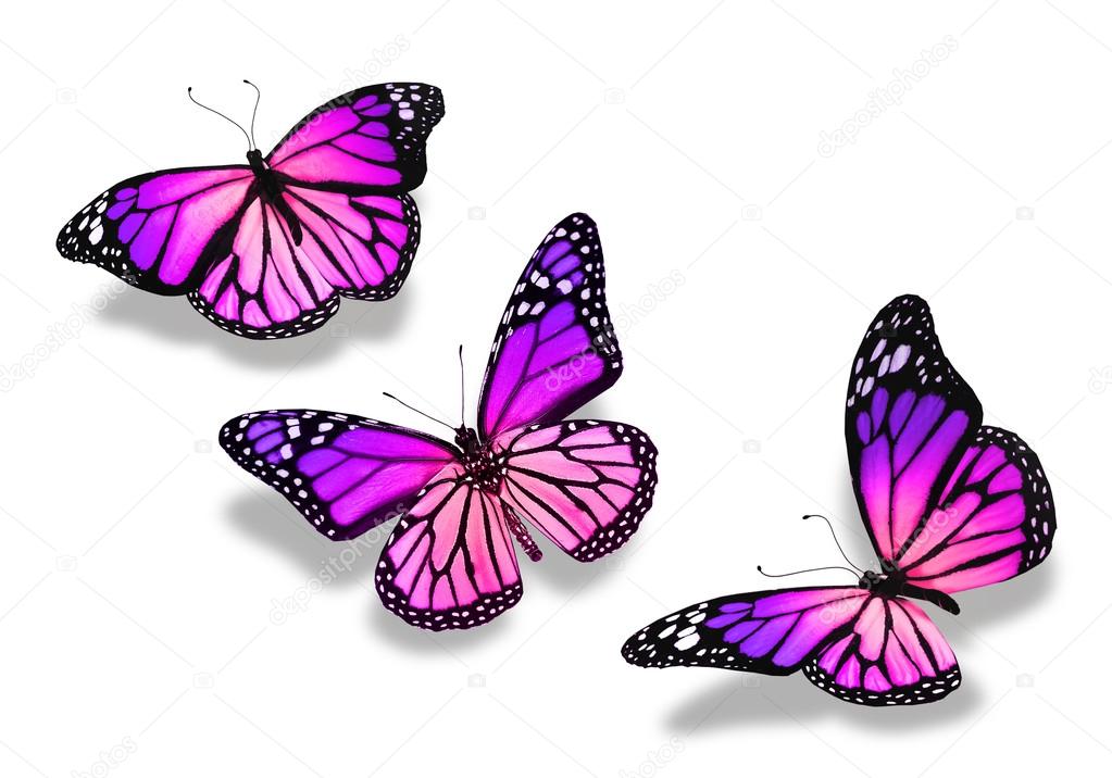 Three violet blue butterflies, isolated on white background
