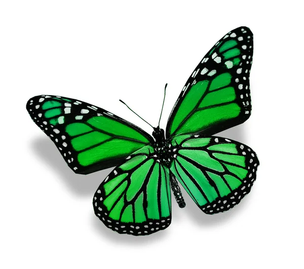 Zelený motýl, izolované na bílém — Stock fotografie