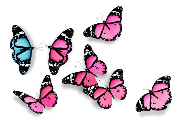 Jeden niebieski i wiele różowe motyle, jako pojęcie stosunki — Zdjęcie stockowe