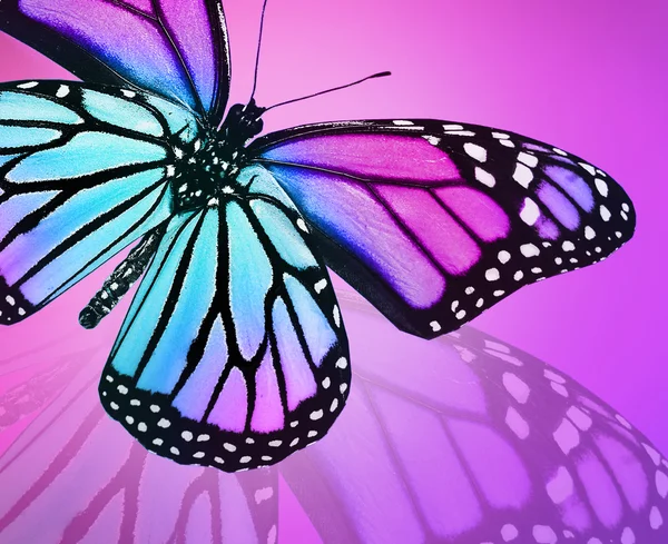 Blue violet butterfly on violet background — Stock Photo, Image