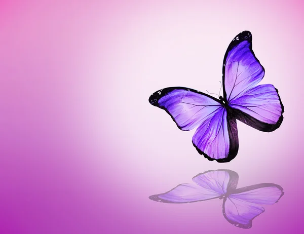 Papillon violet sur fond rose violet — Photo