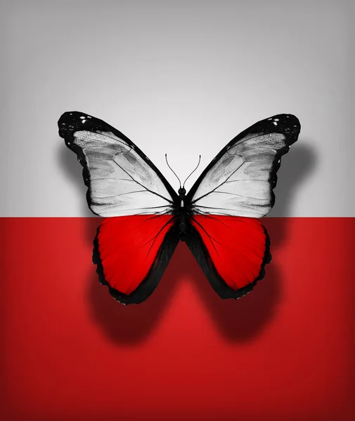 Mariposa de bandera polaca, aislada sobre fondo de bandera — Foto de Stock