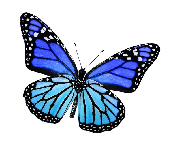 Μπλε πεταλούδα τυρκουάζ, που απομονώνονται σε λευκό — Φωτογραφία Αρχείου