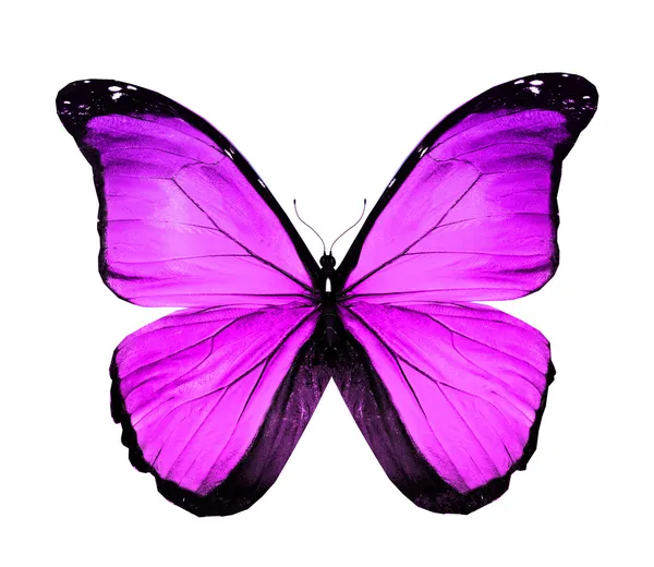 Morpho violett fjäril, isolerad på vit — Stockfoto