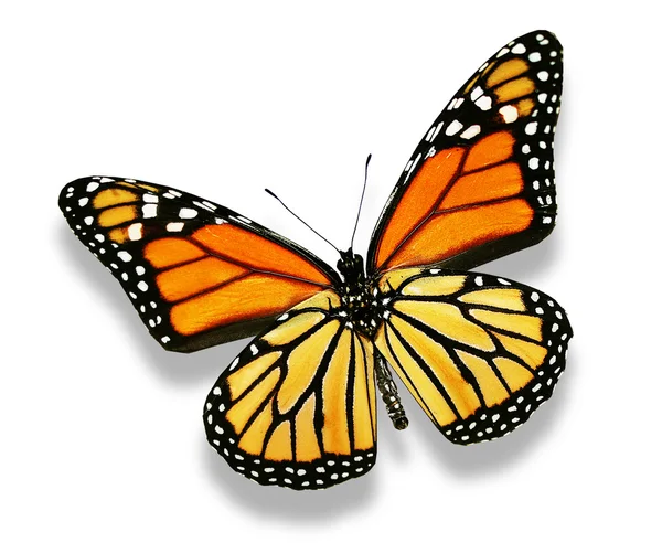 Orange Schmetterling, isoliert auf weiß — Stockfoto