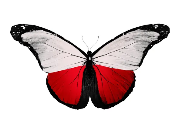 Mariposa de bandera polaca, aislada sobre fondo blanco — Foto de Stock