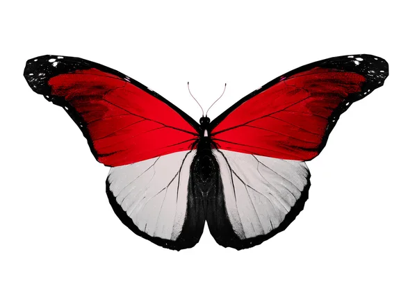 Monaco flag butterfly, isolated on white background — Stock Photo, Image