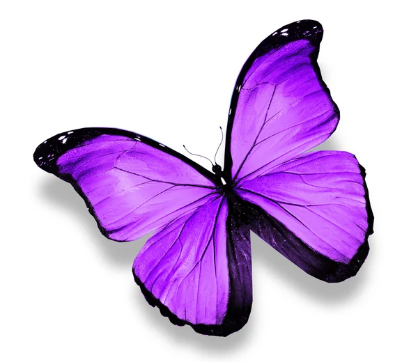 Morpho vilolet butterfly, изолированная на белой — стоковое фото