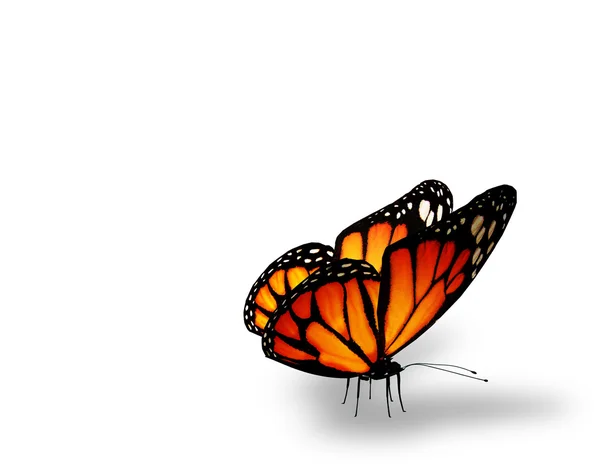 Farfalla arancione su sfondo bianco — Foto Stock