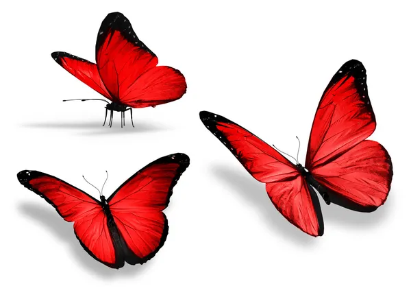 Tres mariposas rojas, aisladas sobre fondo blanco — Foto de Stock