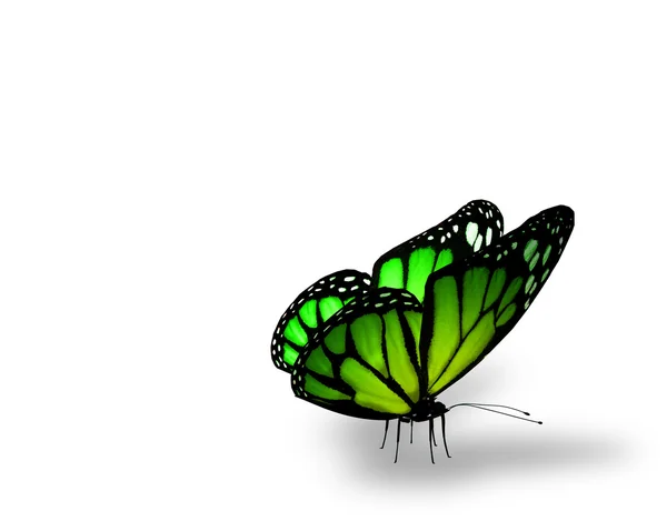 Green butterfly on white background — Stock Photo, Image