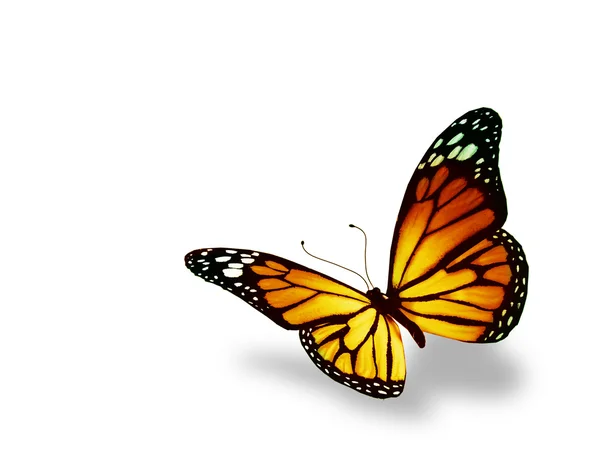 Narancssárga pillangó, elszigetelt fehér background — Stock Fotó
