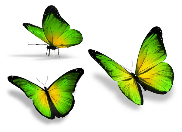 Three yellow green butterfly, isolated on white background — Stock Photo, Image