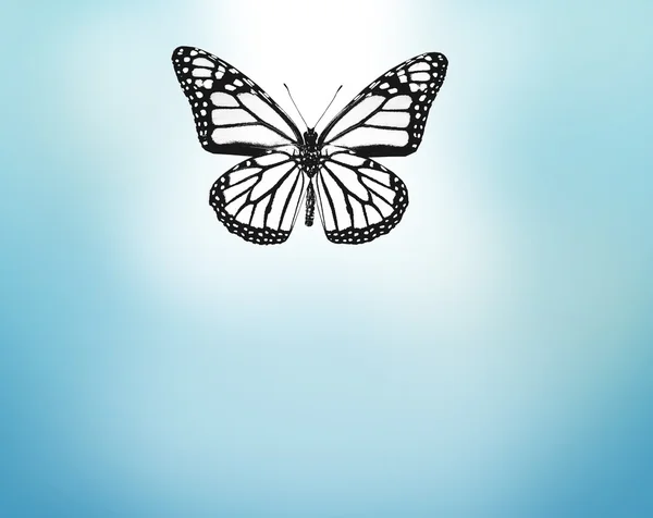 Λευκή πεταλούδα, απομονώνονται σε μπλε φόντο — Φωτογραφία Αρχείου