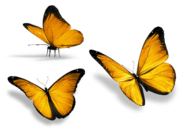 Τρεις κίτρινο πεταλούδα, που απομονώνονται σε λευκό φόντο — Φωτογραφία Αρχείου