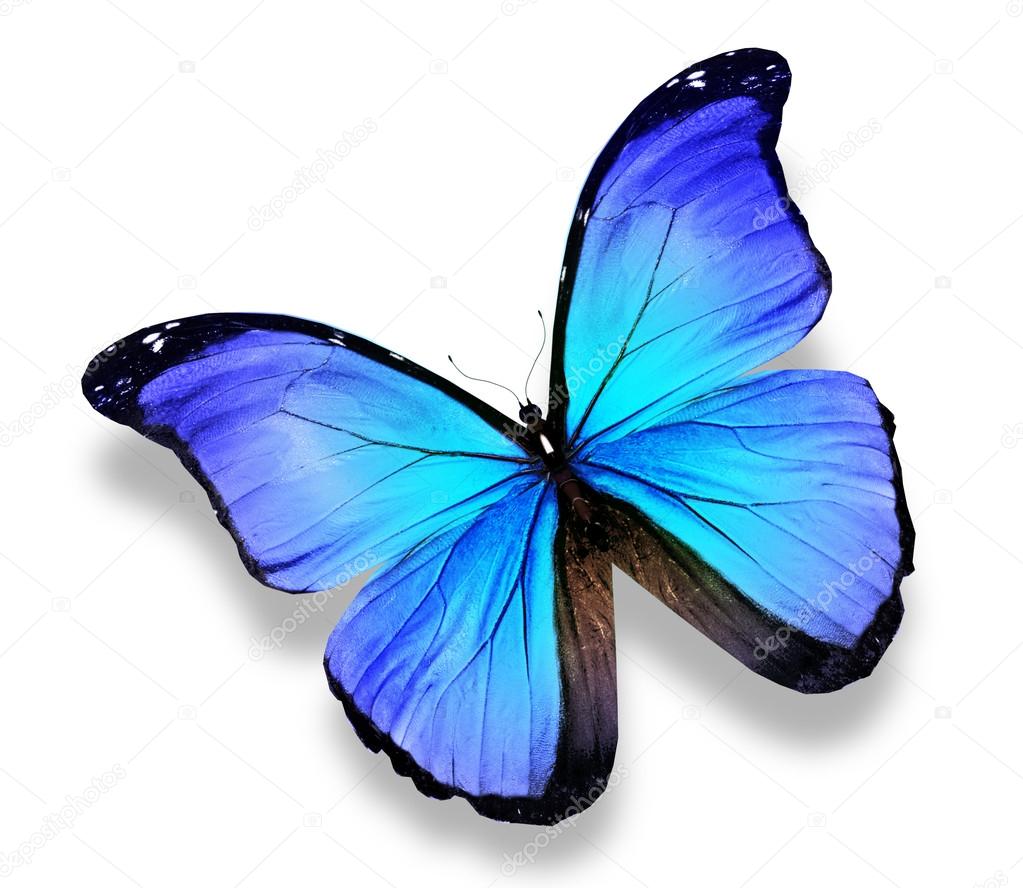 Morpho turquoise butterfly , isolated on white