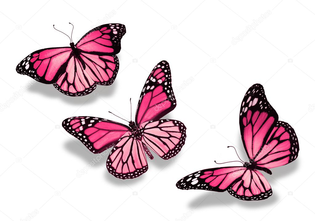 Three pink butterflies, isolated on white background