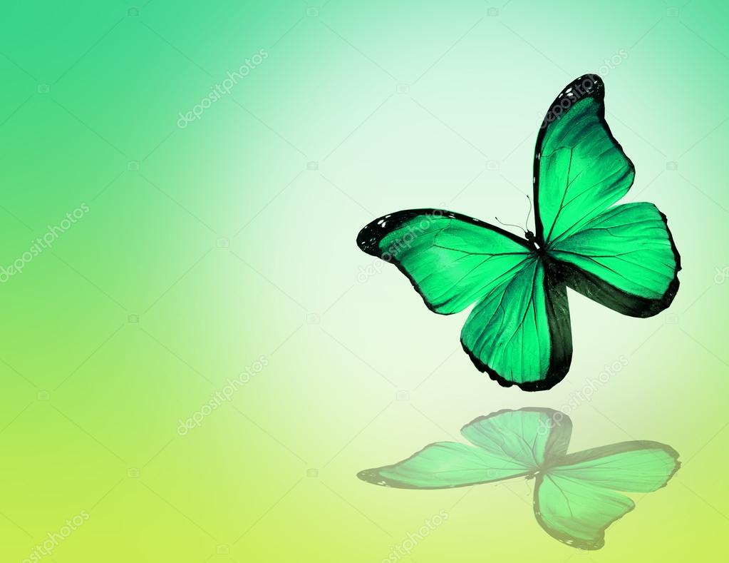 Papillon Vert Images Libres De Droit Photos De Papillon Vert Depositphotos Papillon Vert Images Libres De Droit Photos De Papillon Vert Depositphotos