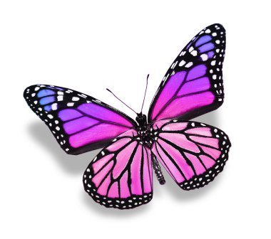 beyaz izole mor pembe kelebek