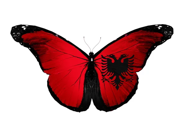 Albania flag butterfly, isolated on white background — Stock Photo, Image