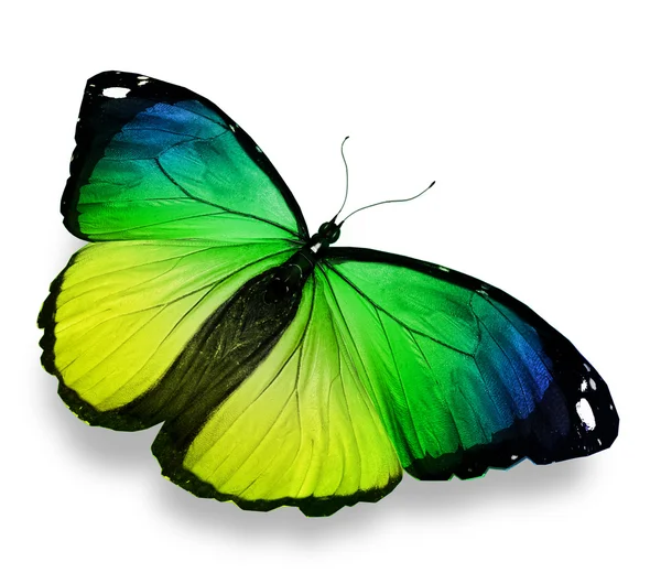 Morpho verde borboleta amarela, isolado em branco — Fotografia de Stock