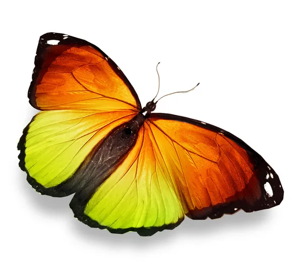 Morpho orange gelber Schmetterling, isoliert auf weiß — Stockfoto