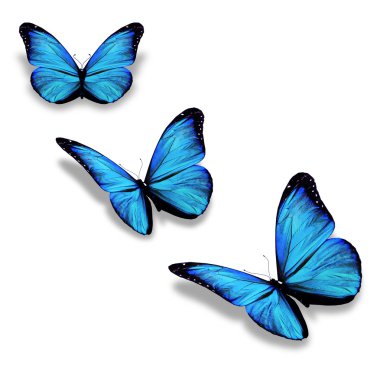 Three blue butterflies, isolated on white clipart