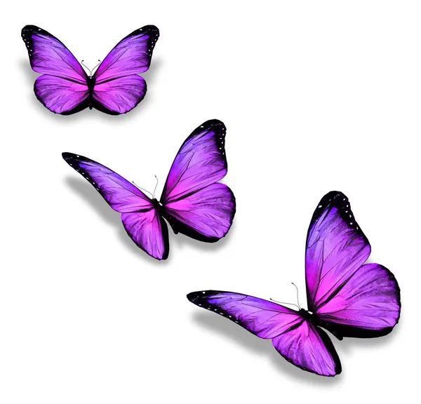 Tre farfalle viola, isolate su bianco — Foto Stock