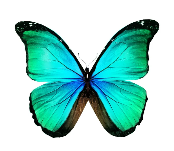 Morpho borboleta azul-turquesa, isolada sobre branco — Fotografia de Stock