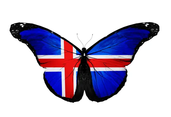 Mariposa bandera de Islandia, aislada sobre fondo blanco — Foto de Stock